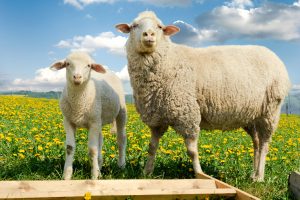 North American Wool Industry: A Brief History 4