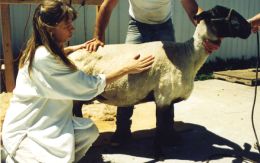 North American Wool Industry: A Brief History 2