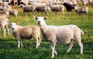 North American Wool Industry: A Brief History 1