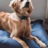 Golden Retriever on Shepherd's Dream EcoWool Pet Bed in dark blue cotton encasement.