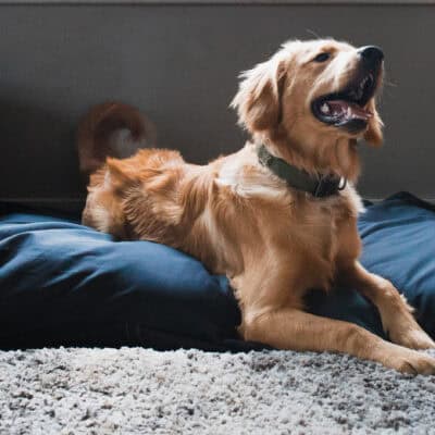 Golden Retriever dog on a blue organic cotton and wool pet bed