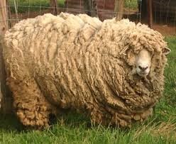 Shearing-Sheep-Blog-Myth.jpg