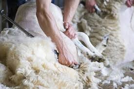Are sheep harmed when they are being sheared for their wool? What is mulesing and which sheep farmers use this method? Are sheep humanely raised for their wool? Are sheep being raised in overcrowded pastures?