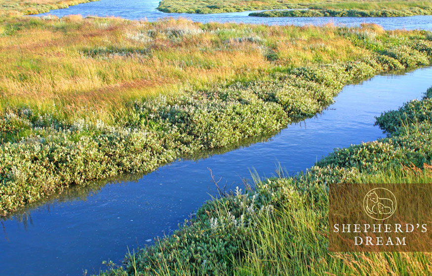 riparian ecosystems