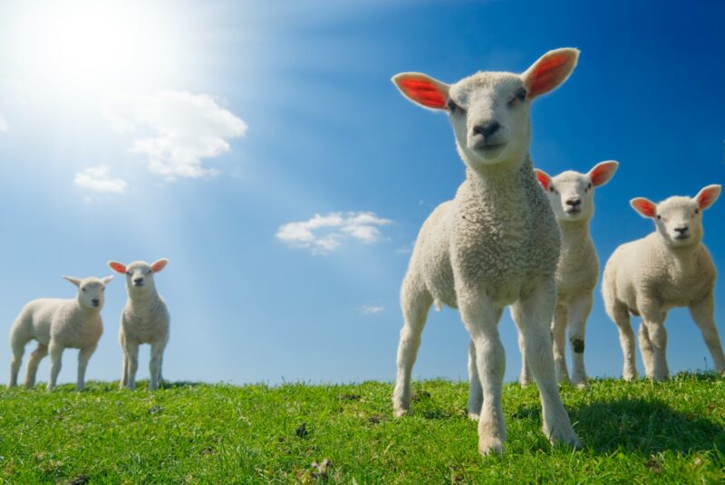 Shepherd's Dream Lambs sustainability