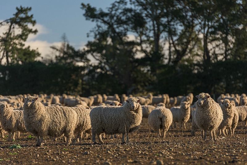How is Wool Processed? From Sheep to Sheets: Stage 1