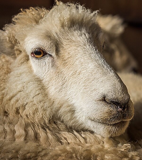 How is Wool Processed? From Sheep to Sheets: Stage 2