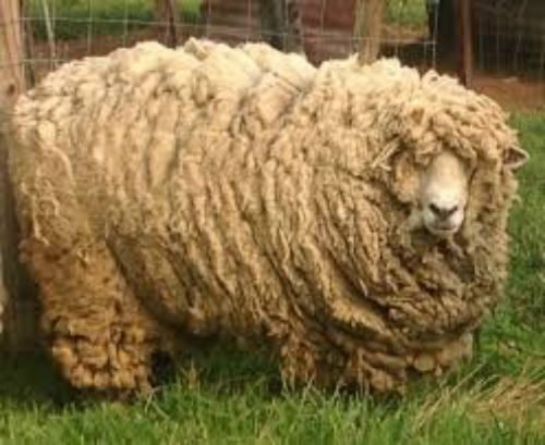 Shearing Sheep Blog Myth