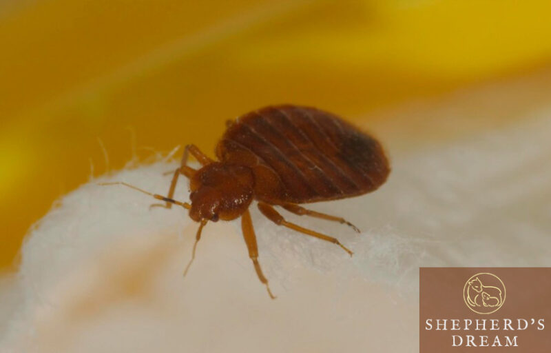How Wool Repels Bed Bugs