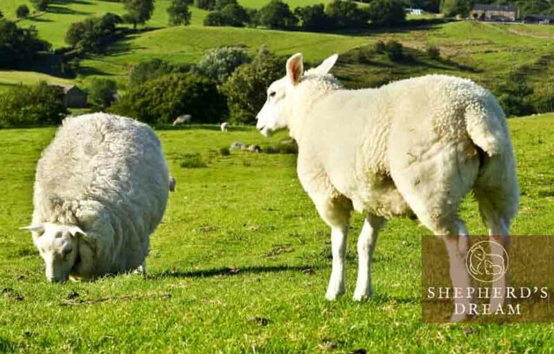 Shepherd's Dream Climate Beneficial Wool