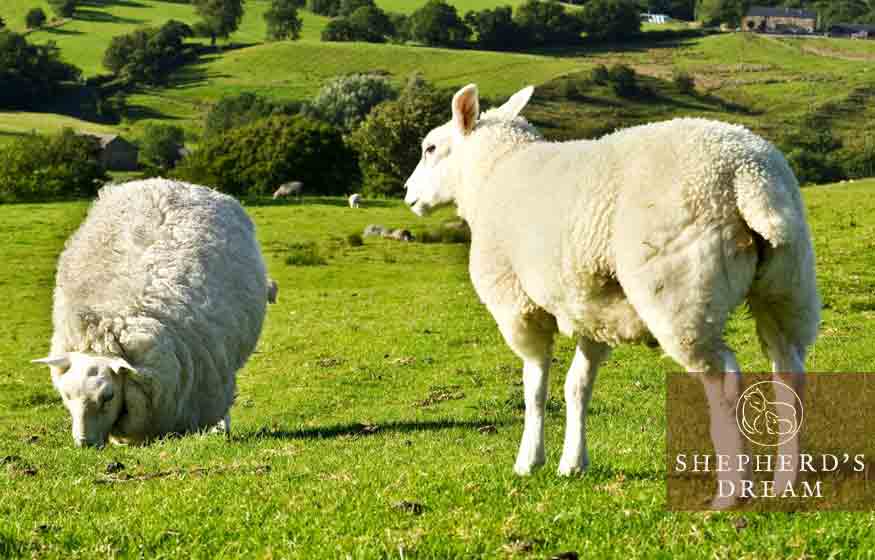Shepherd's Dream Climate Beneficial Wool