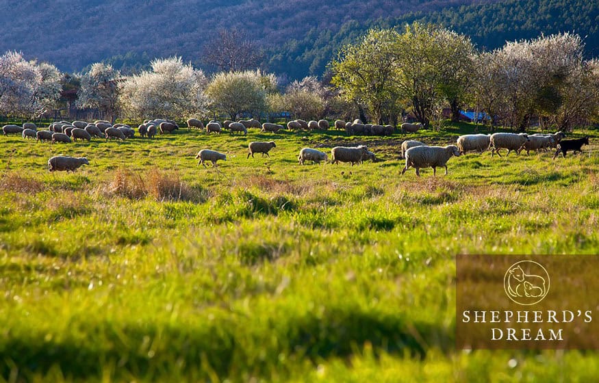 Shepherd's Dream Climate Beneficial Wool