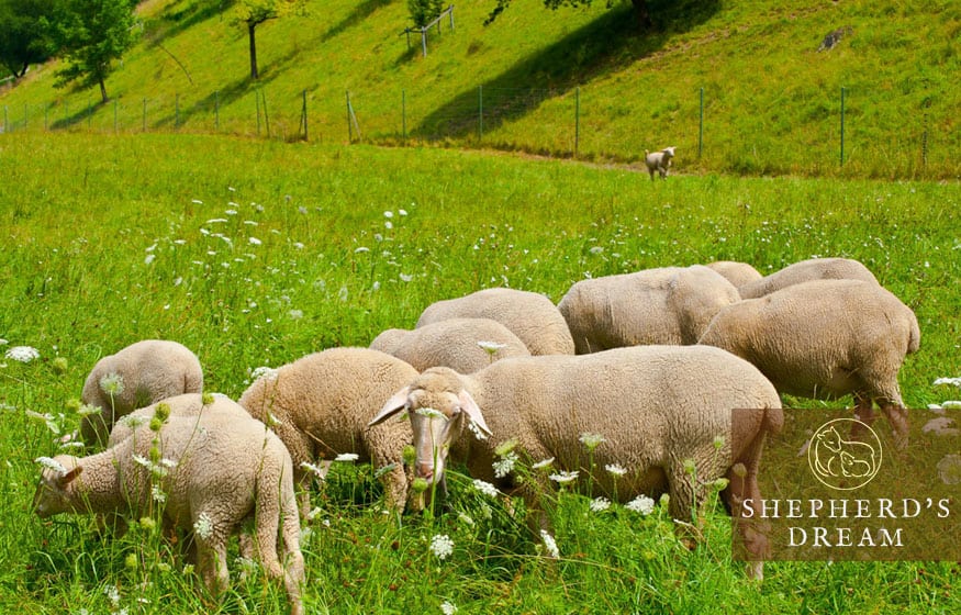 Shepherd's Dream Climate Beneficial Wool