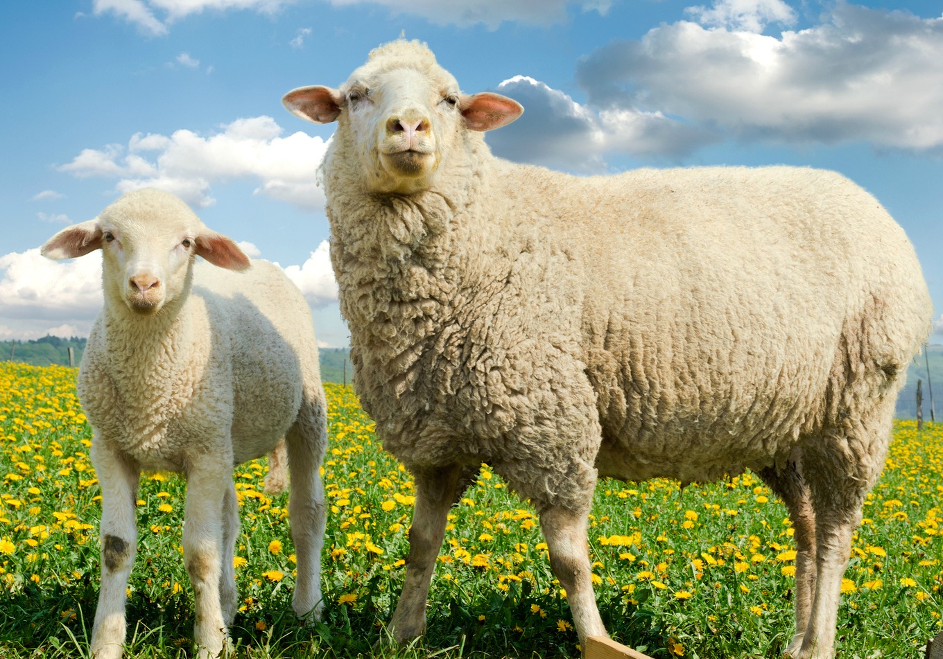 Shepherd's Dream Sustainability Efforts and Benefits of Wool