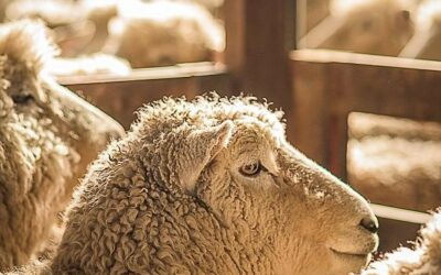 Common Misconceptions About Wool, Myth #9: “Wool Smells Like Sheep”
