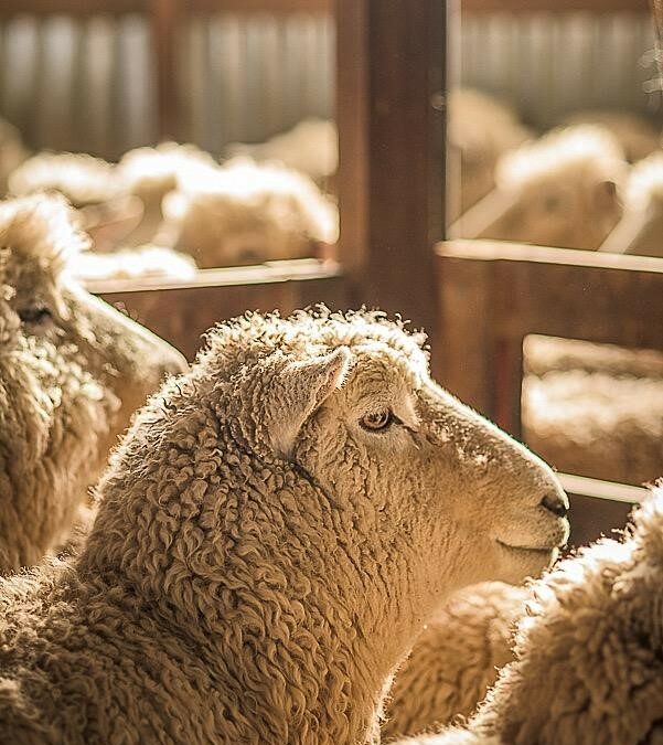 Common Misconceptions About Wool, Myth #9: “Wool Smells Like Sheep”
