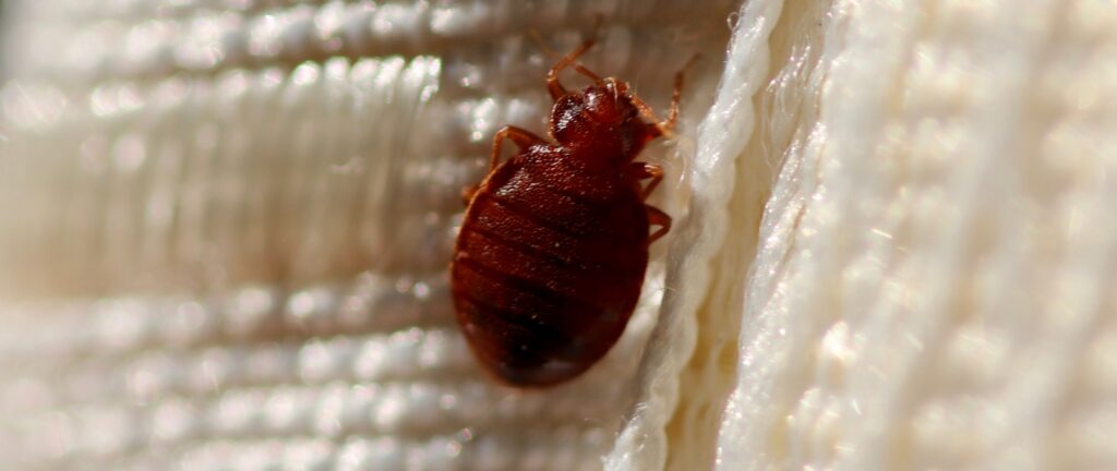 Natural Defense: Can Wool Bedding Act as a Barrier Against Bed Bugs? 1