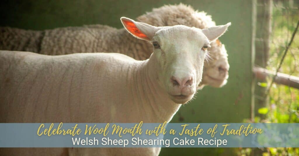 Celebrate Wool Month with a Taste of Tradition Welsh Sheep Shearing