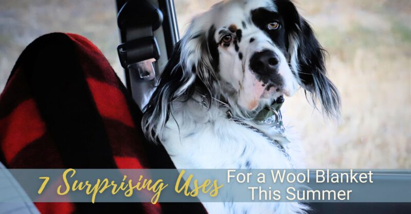 A handsome dog sits in the driver seat of a car with a red and black checked wool blanket covering the seat.