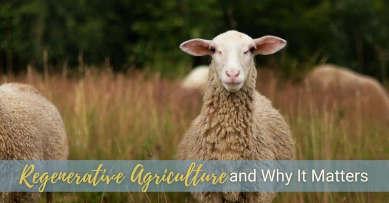 Counting Sheep Blog 4