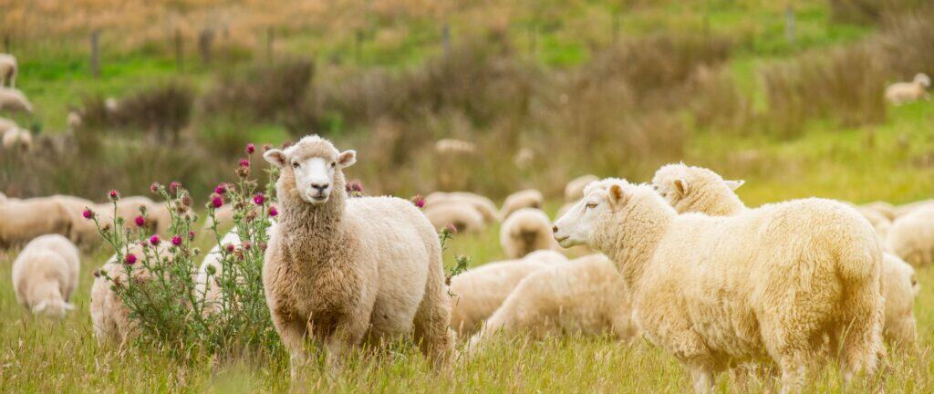 Regenerative Agriculture and Why It Matters 2