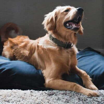 Pet Bedding & Goods